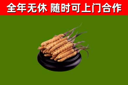 路桥烟酒回收冬虫夏草.jpg
